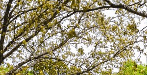 Lush Green Outdoor Spaces at Villas at Pine Hills, Manorville